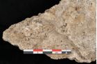 Foto (Detailansicht) von Acer pseudoplatanus L. (NHMW-GEO-2024-0188-11377)